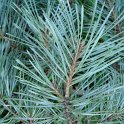 Pinus sylvestris var.rubra rameau